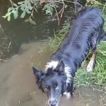 Perro bañándose en el rio