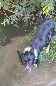 Perro bañándose en el rio