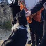 Perro Border Collie acariciado por su amo