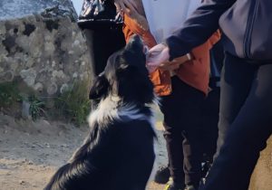 Perro Border Collie acariciado por su amo
