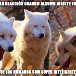 tres perros lobo blancos, que parecen estar riendo