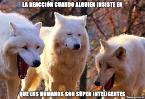 tres perros lobo blancos, que parecen estar riendo