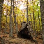 el castañar del tiemblo portada