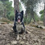 Rayo en el Pinar de Almorox