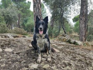 Rayo en el Pinar de Almorox