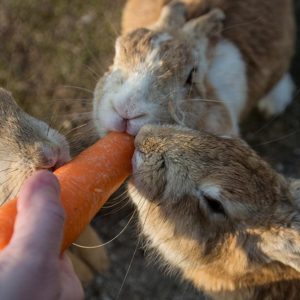 la isla de los conejos Japón cuadrada