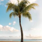 palmera portada cuadrada