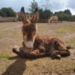 burro portada cuadrada