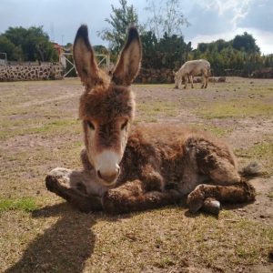 burro portada cuadrada