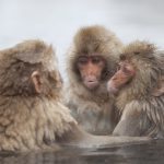 Baño de los mnos japon