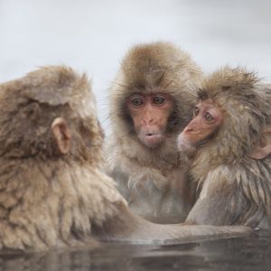 Baño de los mnos japon
