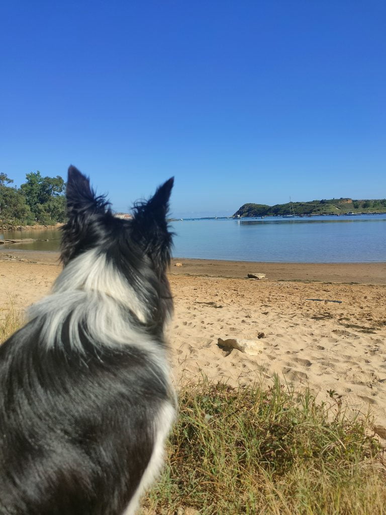 perro mirando el mar
