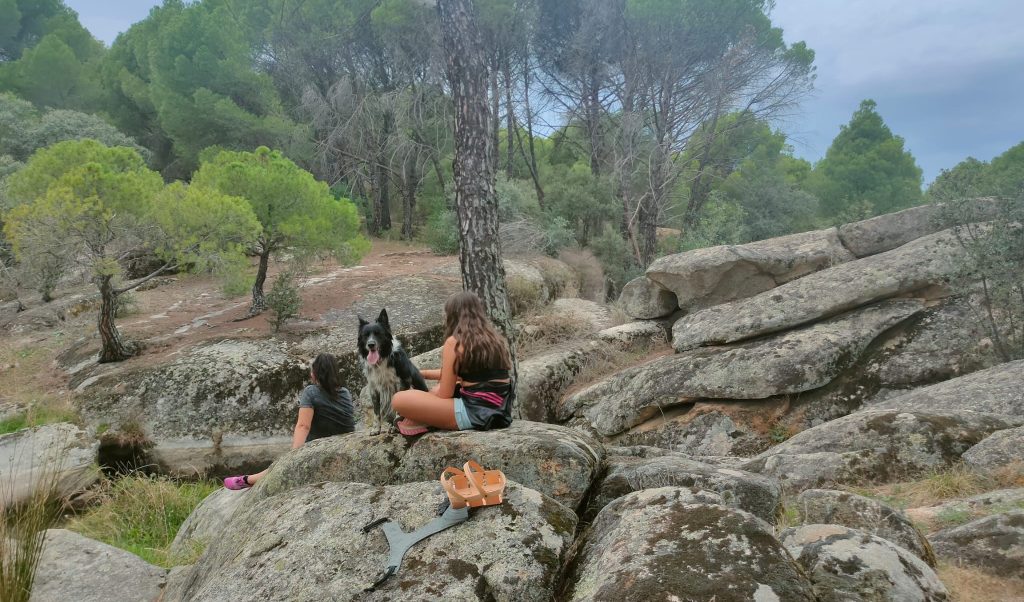 Rocas y pinos en el Pinar de Almorox