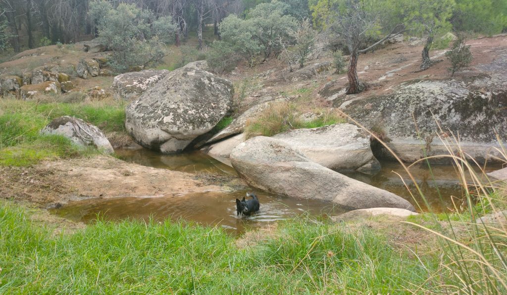 Paraje pinar de Almorox