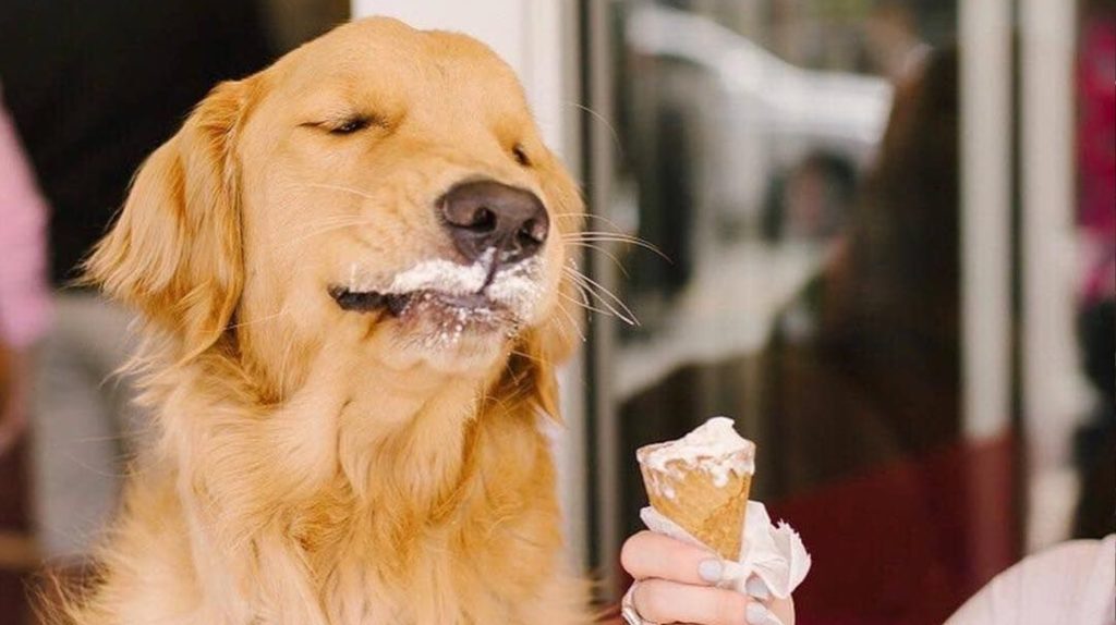 perro comiendo helado
