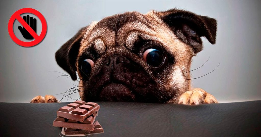 perro con ojos saltones mirando chocolate