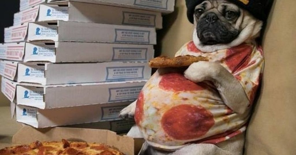 perro gordito con camiseta de pizza comiendo pizza