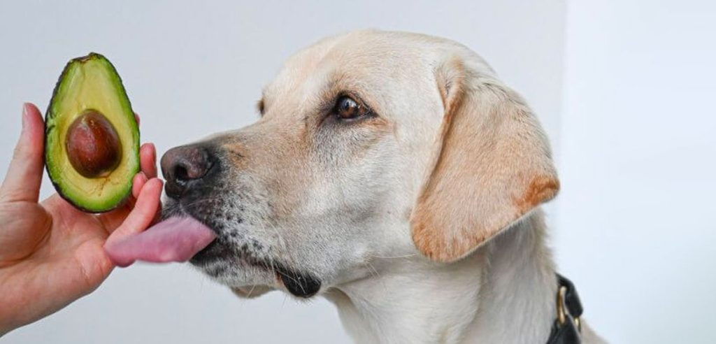 perro mirando un aguacate sacando la lengua
