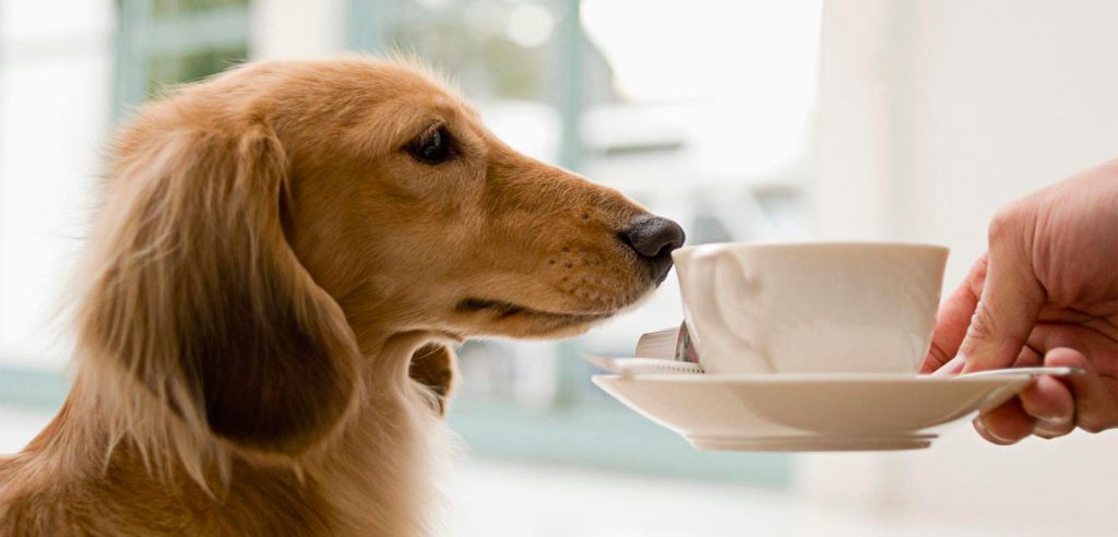 perro oliendo taza de cafe