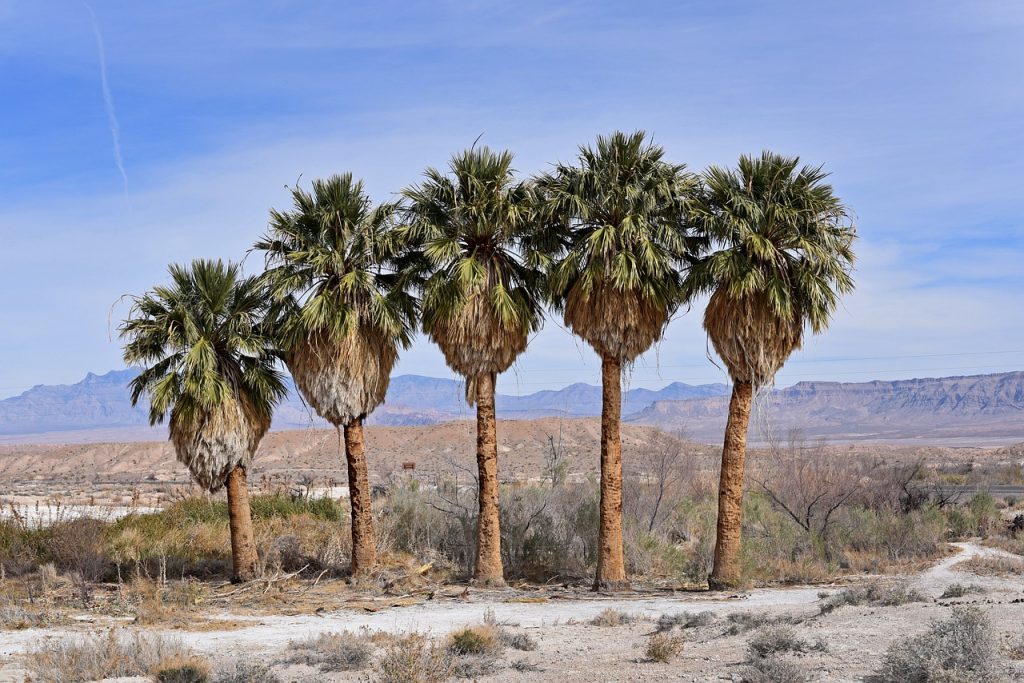 5 palmeras en el desierto