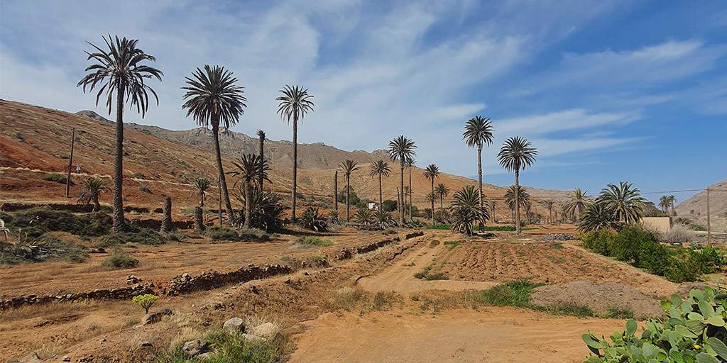palmeras en Fuerteventura