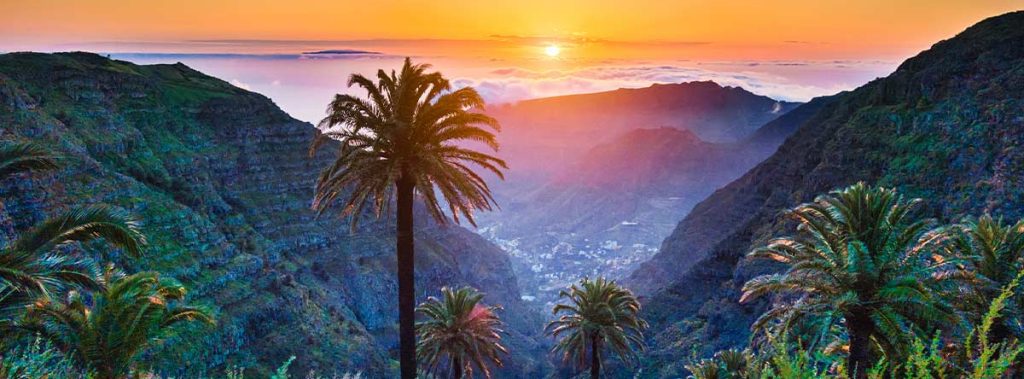 palmeras en Gran Canaria