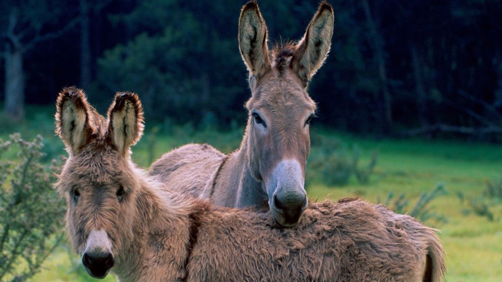 burro-pareja-portada-calidad