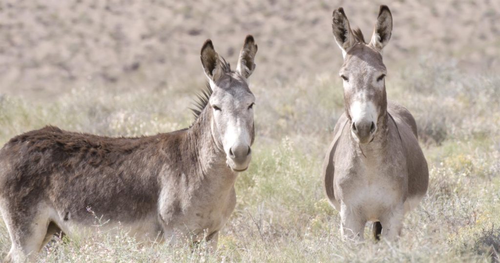 burros en el monte