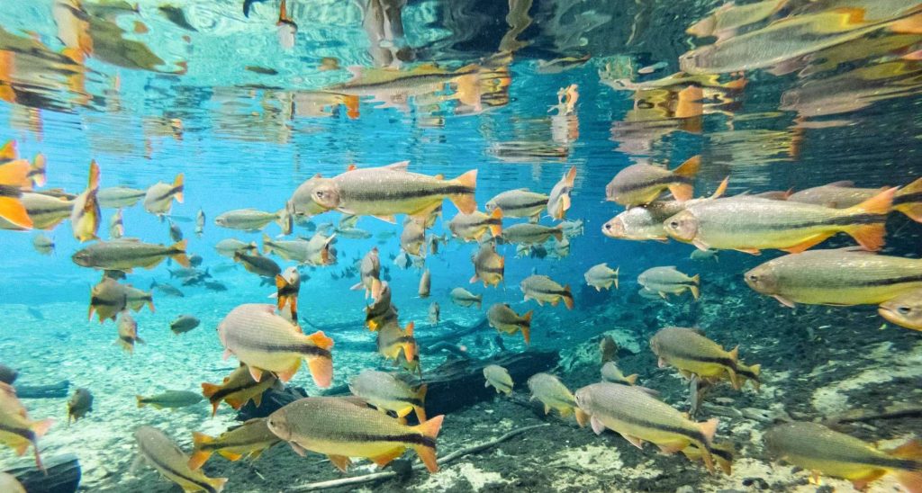 peces en el agua cristalina del rio sucuri